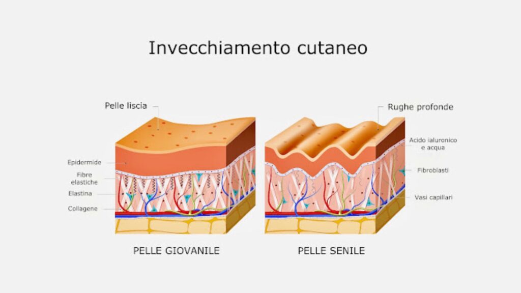 Il processo di invecchiamento cutaneo