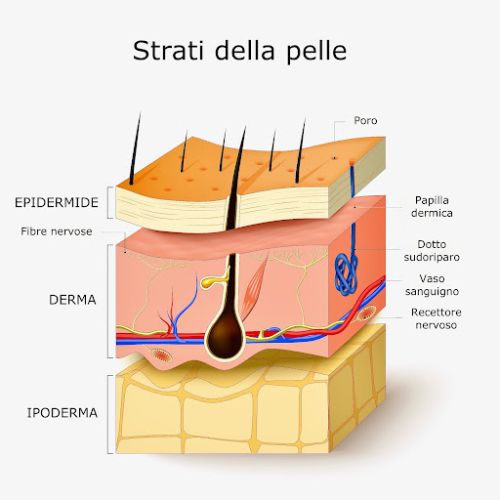 Invecchiamento cutaneo strati della pelle